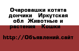 Очаровашки котята дончики - Иркутская обл. Животные и растения » Кошки   